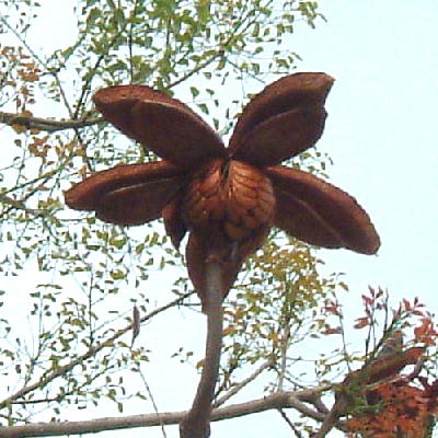 Swietenia mahagoni / Mahogany